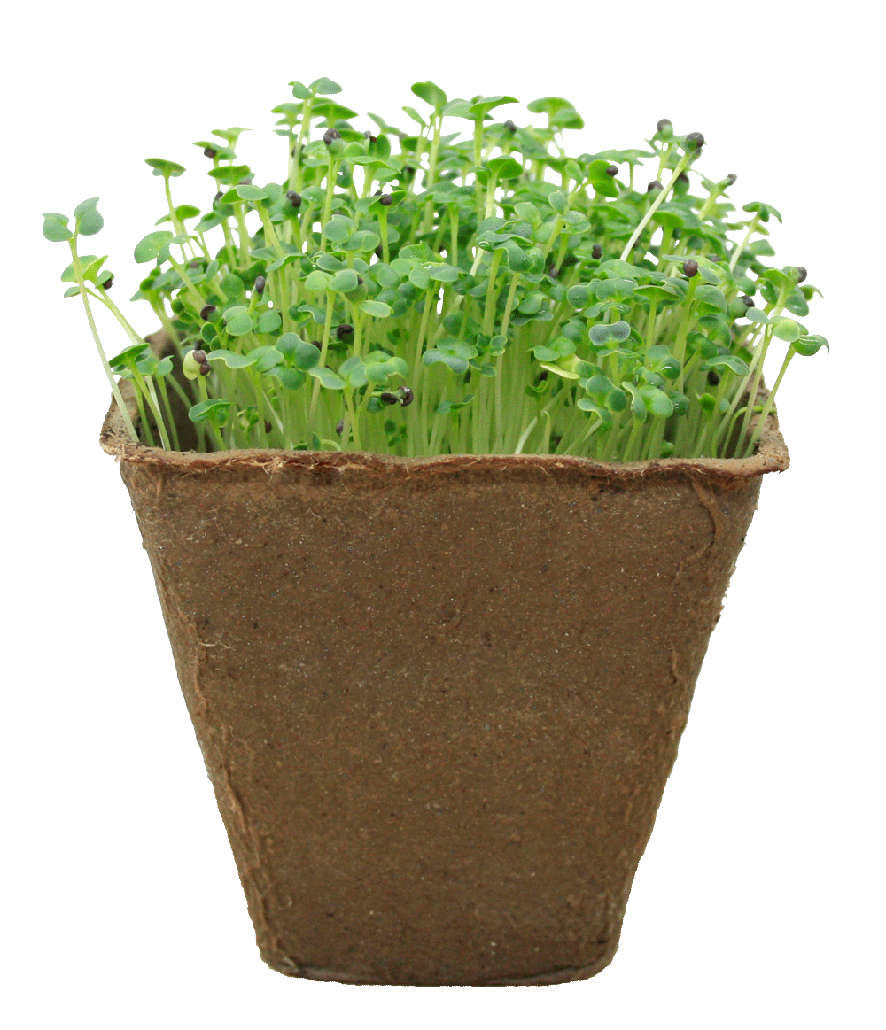 greens