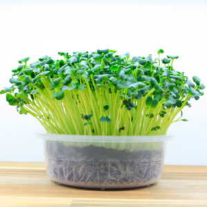 rotkvica daikon