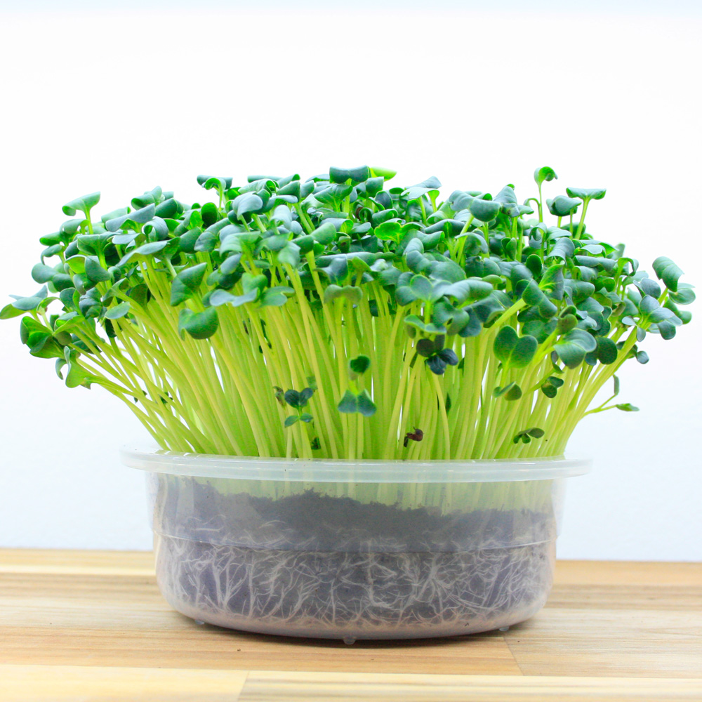 rotkvica daikon